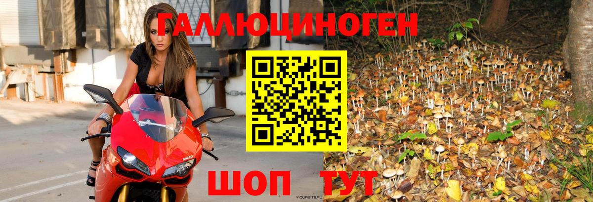 Галлюциногенные грибы Psilocybine cubensis  Псилоцибиновые грибы Cubensis  Сосновый Бор  Вход с VPN 